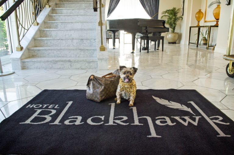 Dog sitting next to travel bag in hotel blackhawk hotel lobby